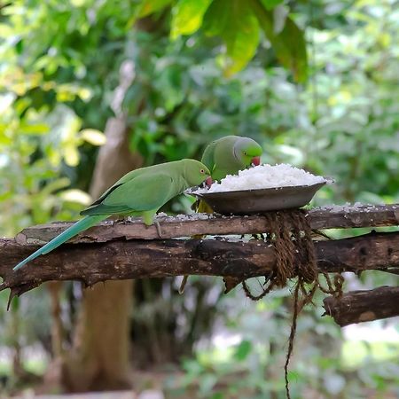 Birds Paradise Cabanas Unawatuna Eksteriør billede