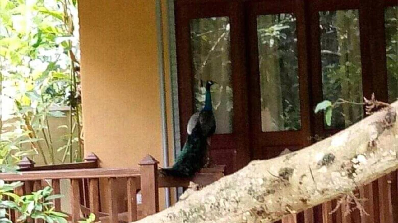 Birds Paradise Cabanas Unawatuna Eksteriør billede