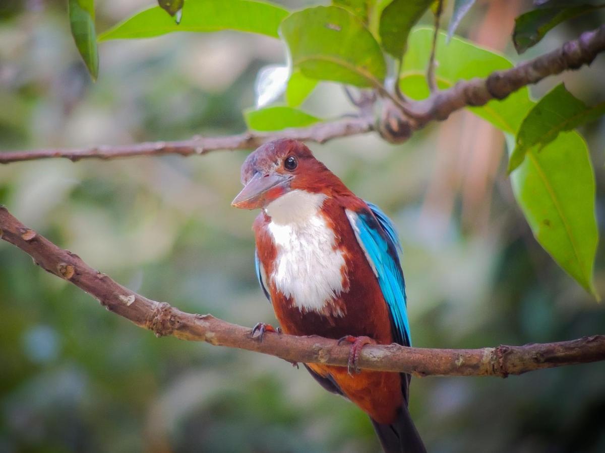 Birds Paradise Cabanas Unawatuna Eksteriør billede