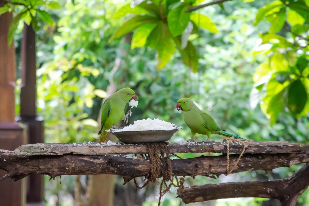 Birds Paradise Cabanas Unawatuna Eksteriør billede