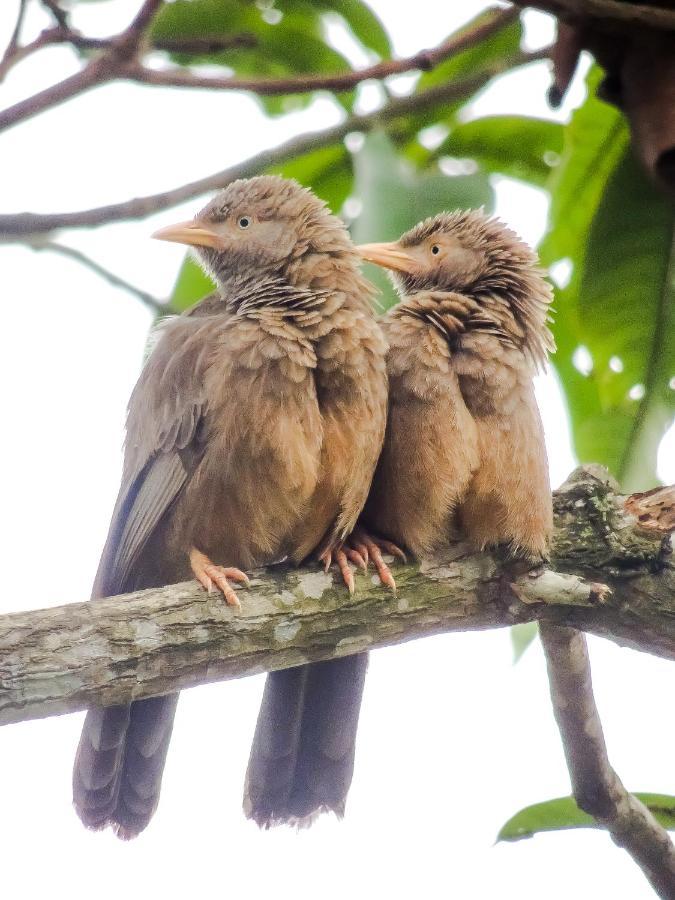 Birds Paradise Cabanas Unawatuna Eksteriør billede