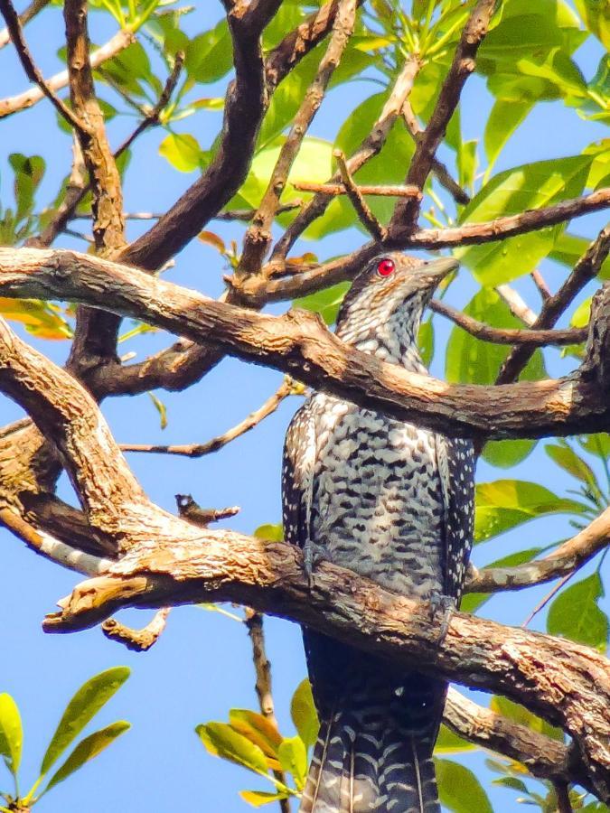 Birds Paradise Cabanas Unawatuna Eksteriør billede