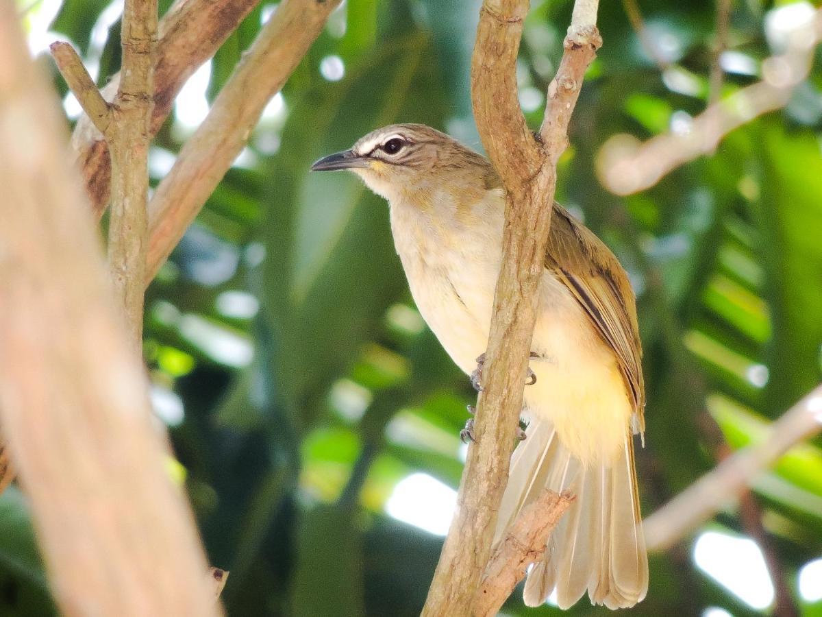 Birds Paradise Cabanas Unawatuna Eksteriør billede